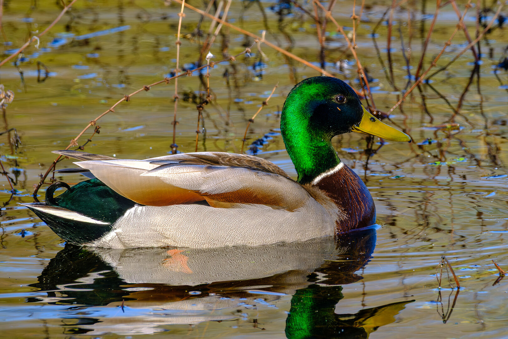 Canard colvert