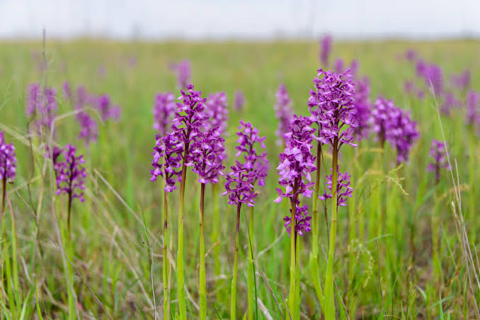 Orchidée sauvage