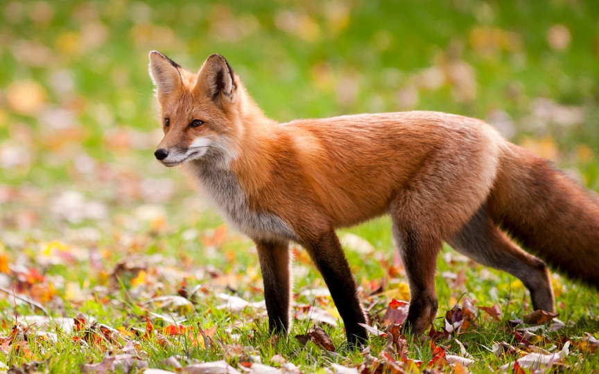 Renard roux